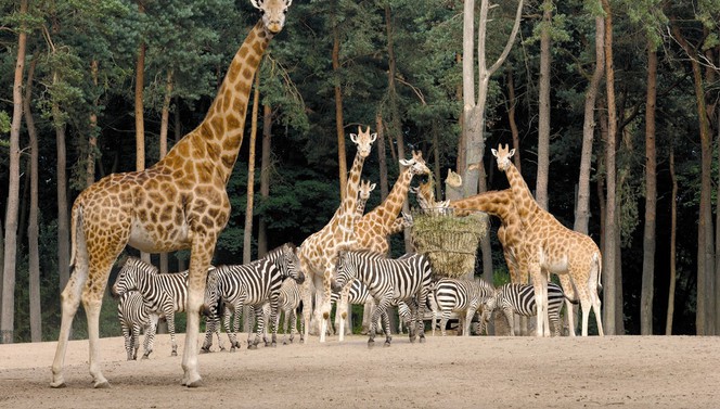 Experience 45 hectares of animal park in Burgers' Zoo