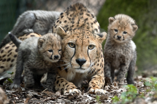 Geniet van een paar daagjes weg met het Burgers' Zoo Arrangement