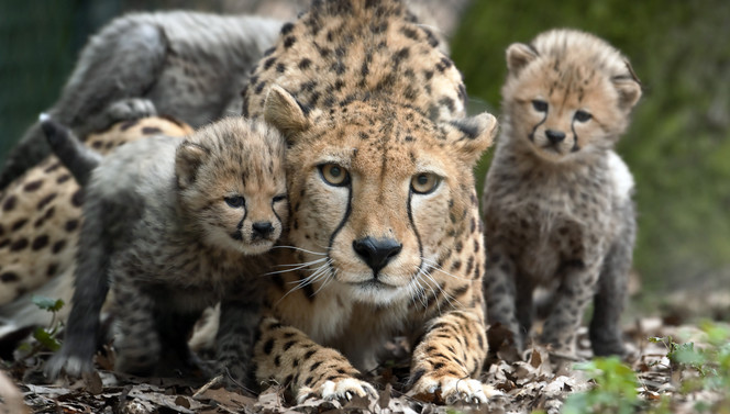 Geniet van een paar daagjes weg met het Burgers' Zoo Arrangement