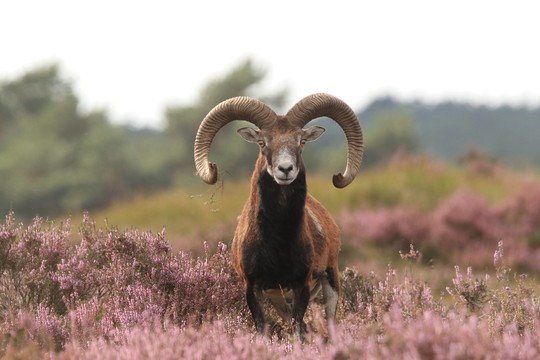 Hoge Veluwe Arnhem 