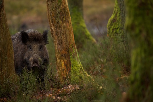 Discover the Veluwe with the Hoge Veluwe Package