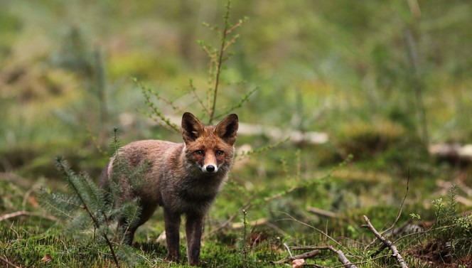 Discover the Veluwe with the Hoge Veluwe Package