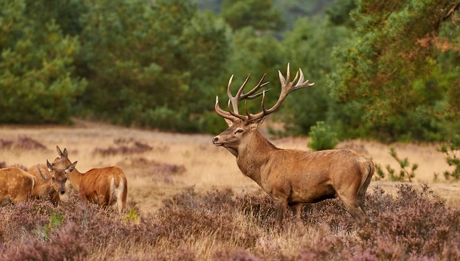 Hoge Veluwe Arnhem 