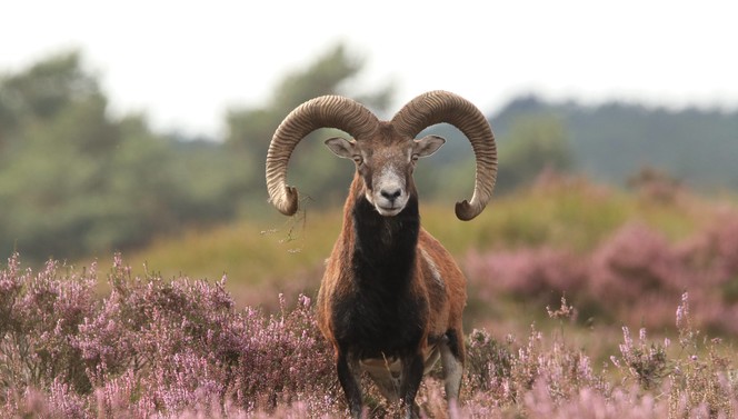 Hoge Veluwe Arnhem 