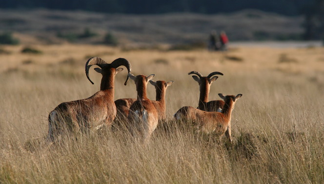 Hert op de Veluwe