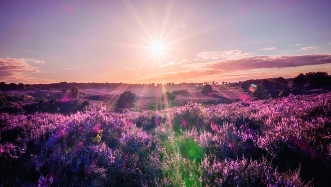 Hoge Veluwe Arnhem