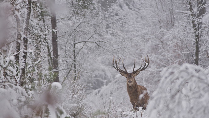 Hirsche auf der Veluwe