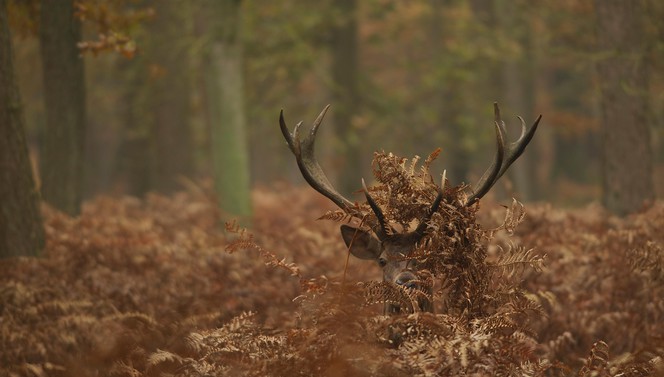 Discover the Veluwe with the Hoge Veluwe Package