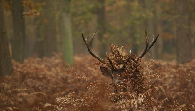 Entdecken Sie die Veluwe mit dem Hoge Veluwe-Paket