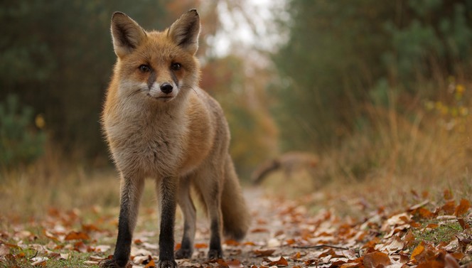 Entdecken Sie die Veluwe mit dem Hoge Veluwe-Paket