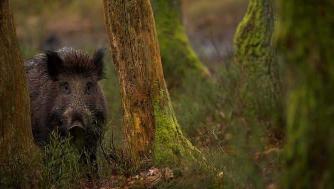 Entdecken Sie die Veluwe mit dem Hoge Veluwe-Paket