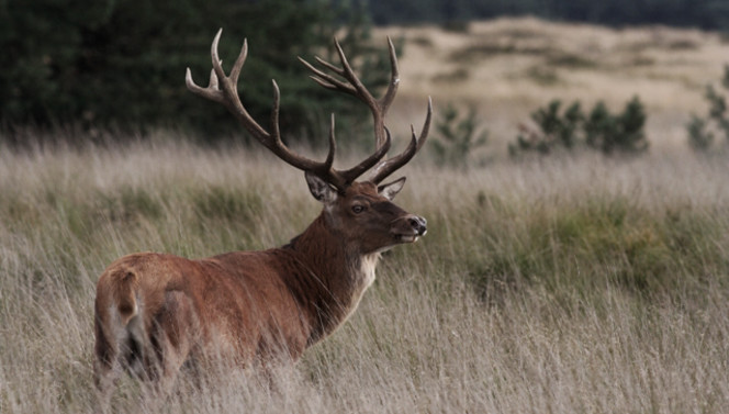 Deer in the Veluwe