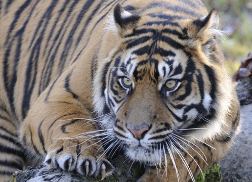 Burgers' Zoo