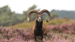 NP De Hoge Veluwe